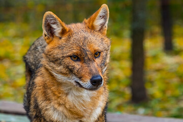 European golden jackals