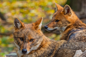 European golden jackals