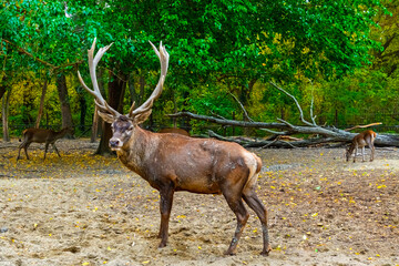 Red deer stag