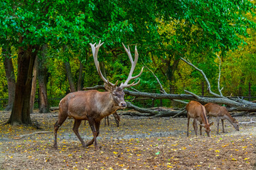 Red deer stag