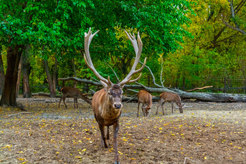 Red deer stag