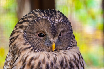 Portrait of an Ural owl