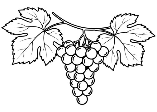 A bunch of grapes with leaves on a vine. Simple black and white vector line art icon, ideal for a logo, coloring book page, or wine label design. - Powered by Adobe