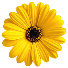 Obraz premium A vibrant, detailed close-up of a yellow daisy with a dark center