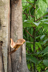 Large flat mushrooms (ganoderma lucidum) grow in the gaps of living trees