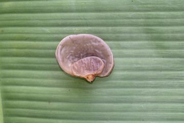 Ear fungus (Auricularia auricula) is a traditional herbal medicine ingredient. Ear fungus or wood fungus can be eaten.