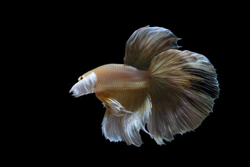 Golden yellow betta fish, betta splendens (Halfmoon betta), isolated on black background