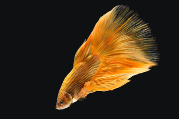 Golden yellow betta fish, betta splendens (Halfmoon betta), isolated on black background