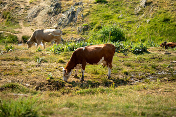 Obraz premium Peaceful Cow Feeding on Green Field