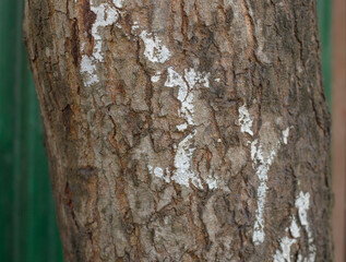 tree bark background
