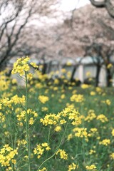 yellow flowers in spring