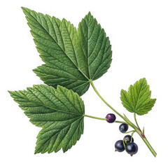 Blackcurrant branch with leaves and berries on a black background