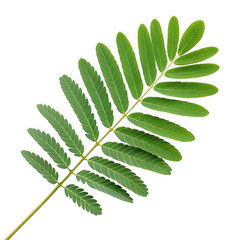 Delicate green compound leaf with many small leaflets against a black background