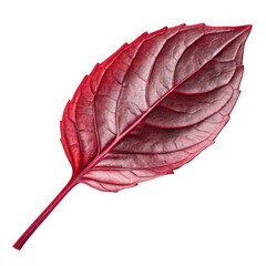 Single vibrant red basil leaf isolated on black background