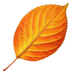 Single vibrant orange autumn leaf on a black background