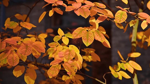 Golden autumn leaves gently swaying in the wind on a sunny day. Peaceful seasonal scene symbolizing nature, tranquility, and the beauty of fall. Perfect for background, relaxation, or nature themes.
