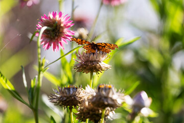 Butterflies fluttering among the flowers