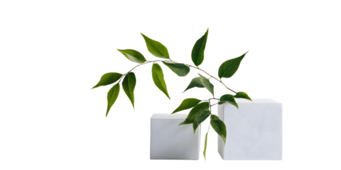 Two white rectangular objects with a green leafy branch against a black background