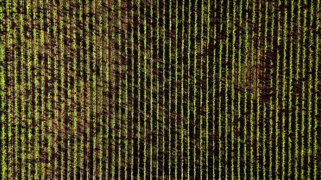 Top-down aerial of vineyard rows forming parallel lines and geometric patterns overhead drone shot