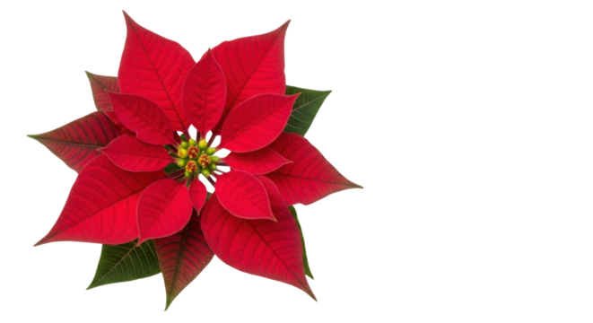 Red poinsettia flower for Christmas holiday season isolated PNG with Transparent Background