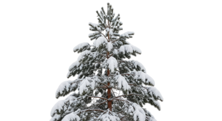 Snow-covered spruce tree in winter landscape isolated PNG with Transparent Background