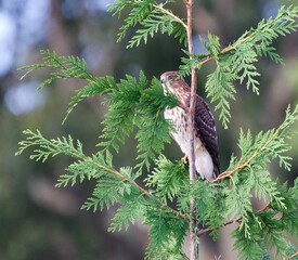 Majestic hawk with beautiful feathers 