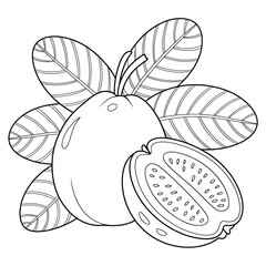 Line drawing of a whole guava fruit with a halved fruit and leaves