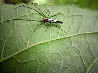 spider on leaf