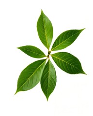 a close-up shot of a cluster of vibrant green leaves arranged in a circular pattern, creating a visually appealing natural design