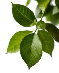 a close-up shot of vibrant green leaves, showcasing their texture and detail
