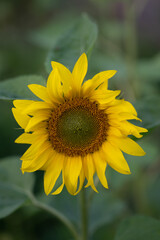 Sunflower and sunflower field from Finland in During fall season. 