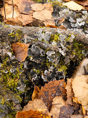 Autumn forest floor with moss, lichen and dry leaves. Natural texture background with organic forest details.

