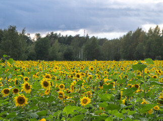 Sunflower and sunflower field from Finland in During fall season. 
