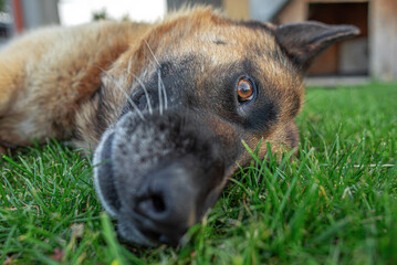 Fototapete bei efototapeten.de bestellen   