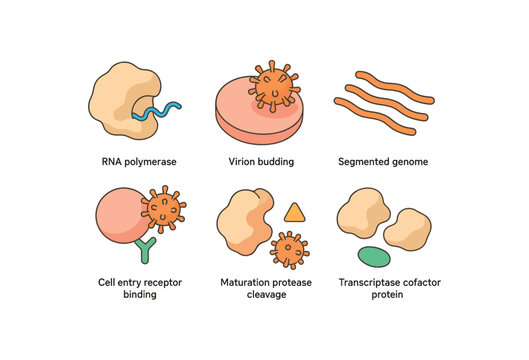 isometric icon items isolated on white background viral infection RNA polymerase active site viral infection virion budding site viral infection segmented genome fragment viral infection