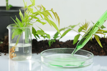 Petri dish of sample with sprouts and soil on table in laboratory