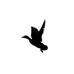vector illustration of a duck, flying duck