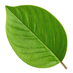 Obraz premium Vivid, close-up view of a single, vibrant green leaf against a stark black backdrop