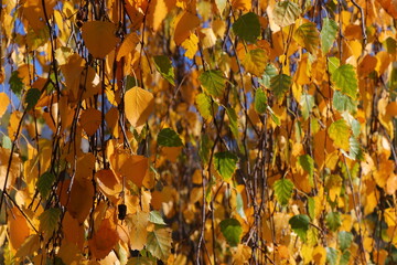 Close-up view of yellow birch leaves illuminated by warm autumn sunlight. The golden foliage shimmers gently in the breeze, capturing the essence of fall and the natural beauty of seasonal change