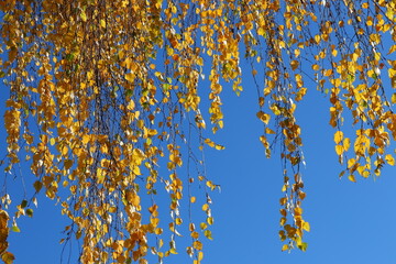 Close-up view of yellow birch leaves illuminated by warm autumn sunlight. The golden foliage shimmers gently in the breeze, capturing the essence of fall and the natural beauty of seasonal change