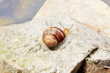 A grape snail basks on a rock on a summer day.