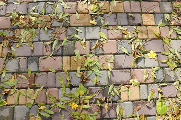 A scenic path made of colorful tiles partially covered with green moss and bright yellow autumn leaves. The composition captures the beauty of fall textures, natural contrast, and the charm of a quiet