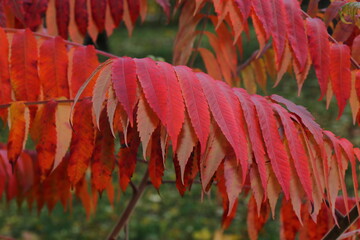 Vibrant autumn landscape with trees covered in yellow and red leaves. The warm sunlight enhances the brilliant colors of the fall foliage, creating a picturesque and peaceful seasonal atmosphere.