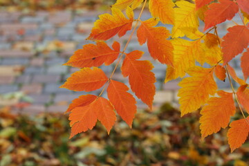 Vibrant autumn landscape with trees covered in yellow and red leaves. The warm sunlight enhances the brilliant colors of the fall foliage, creating a picturesque and peaceful seasonal atmosphere.