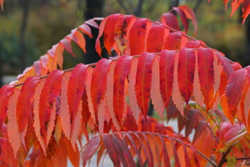 Vibrant autumn landscape with trees covered in yellow and red leaves. The warm sunlight enhances the brilliant colors of the fall foliage, creating a picturesque and peaceful seasonal atmosphere.