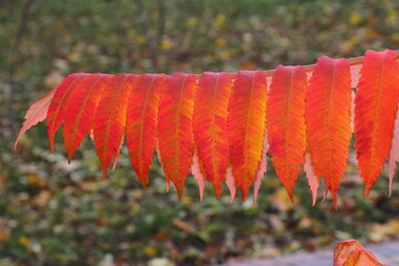 Vibrant autumn landscape with trees covered in yellow and red leaves. The warm sunlight enhances the brilliant colors of the fall foliage, creating a picturesque and peaceful seasonal atmosphere.
