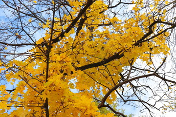Vibrant autumn landscape with trees covered in yellow and red leaves. The warm sunlight enhances the brilliant colors of the fall foliage, creating a picturesque and peaceful seasonal atmosphere.