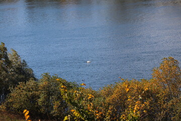 Peaceful autumn landscape with a calm river, colorful trees, and a grazing cow on a green hillside under a cloudy sky