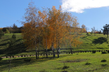Beautiful autumn park filled with golden-yellow trees, cozy benches, and winding walking paths. Fallen leaves cover the ground, creating a peaceful and romantic atmosphere perfect for relaxation and s
