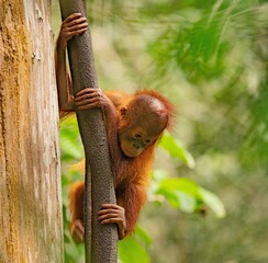 Małe dziecko orangutana © Jacek